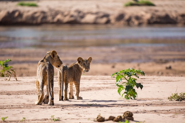 Some lions walk along the banks of a river