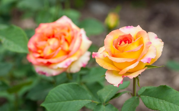 Some orange yellow roses