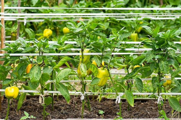 Some ripening sweet pepper on the bush in a kitchen garden