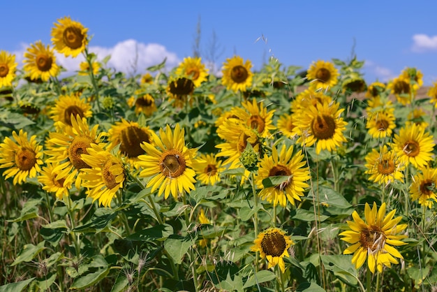 Some sunflower inflorescences (Helianthus annuus) unlike their counterparts have not even opened yet