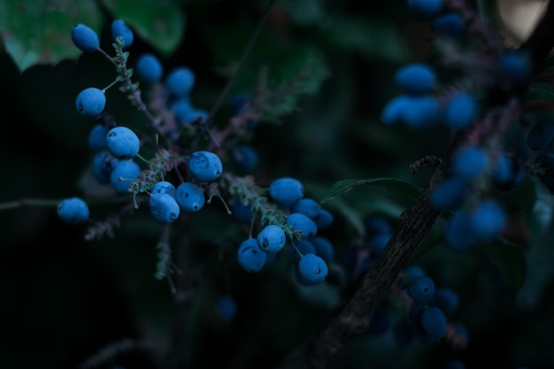 Some wild berries of blue color on their shrub. Dark close-up photo. Selected focus