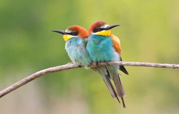 Sommon beeeater Merops apiaster Two birds are sitting on a branch