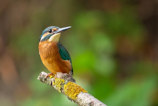 Sommon kingfisher Alcedo atthis The bird sits on a beautiful branch above the river waiting for a fish