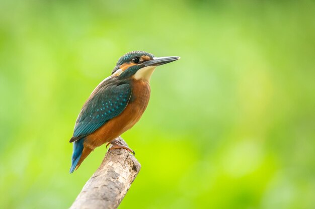 Sommon kingfisher Alcedo atthis The bird sits on an old dry branch above the river beautiful green background