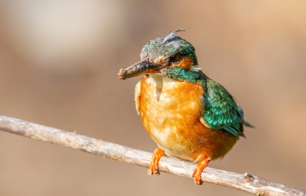 Sommon kingfisher Alcedo atthis The female was digging a hole for her nest sat on a branch