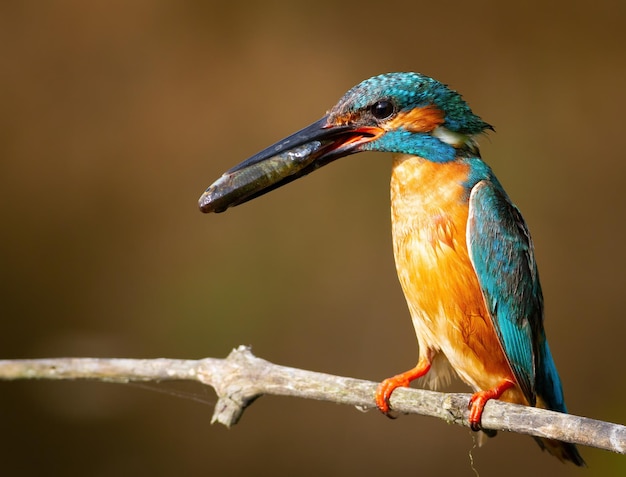 Sommon kingfisher Alcedo atthisA bird holding a fish in its beak sitting on a branch