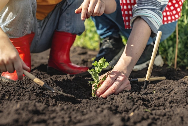 Son and mother are transplanting seedlings into the garden and prepare the soil Caring work in garden with children