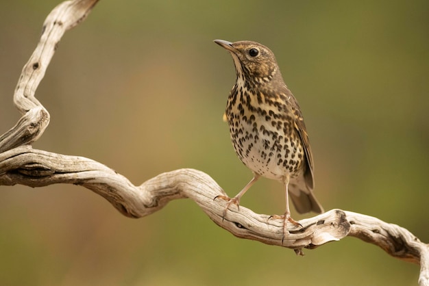 Song thrush on a branch within an oak and pine forest with the last light of an autumn day