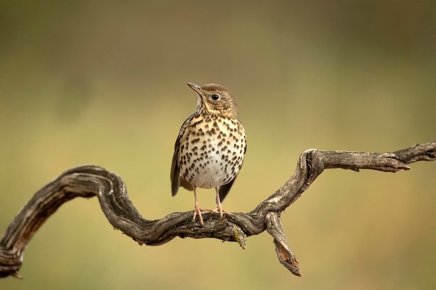 Song thrush on a branch within an oak and pine forest with the last light of an autumn day