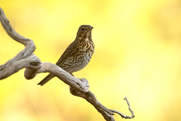 Song thrush on an innkeeper near a natural water point in a Mediterranean forest at first light