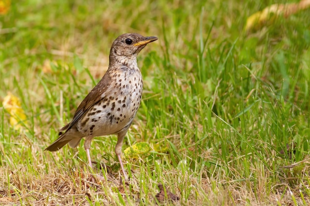 Song thrush Turdus philomelos A bird stands in a meadow in the grass