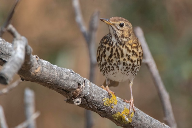 Song thrush Turdus philomelos Malaga Spain