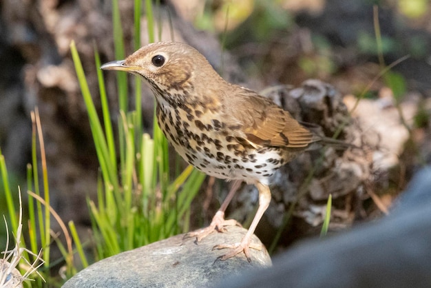 Song thrush Turdus philomelos Malaga Spain