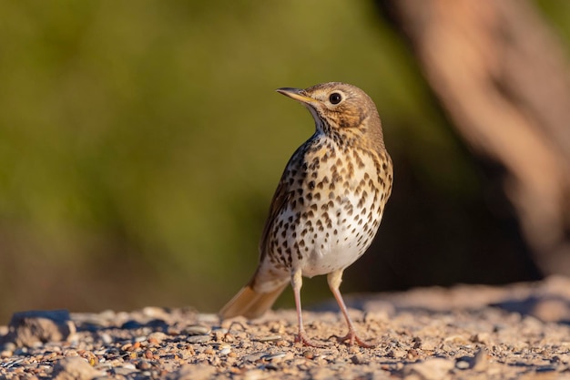 Song thrush (Turdus philomelos) Malaga, Spain