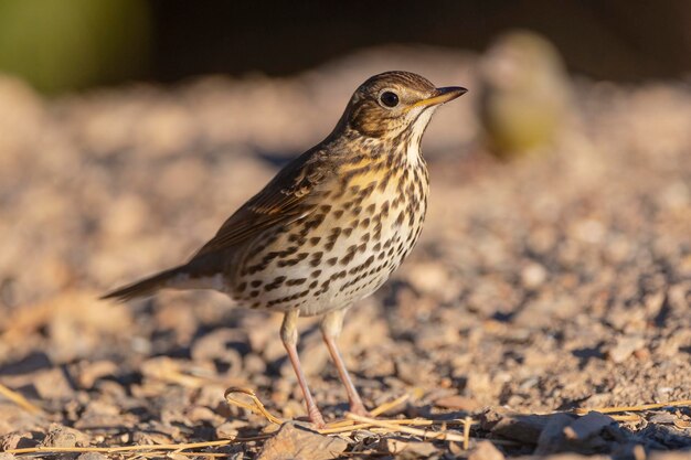 Song thrush (Turdus philomelos) Malaga, Spain