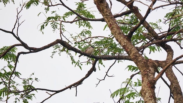 Sooty-headed Bulbul bird perches on a tree trunk