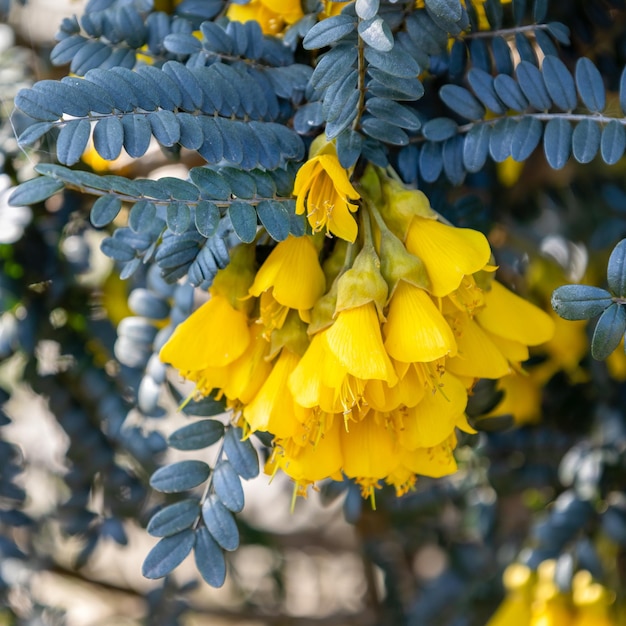 Sophora denudata Bory shrub flowering in East Grinstead