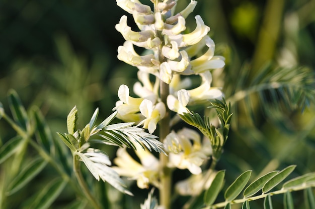 Sophora foxtail Sophora alopecuroides Sophora vulgaris perennial medicinal herb A species of the genus Sophora in the legume family Fabaceae