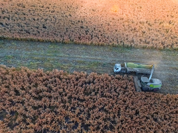 Sorghum harvest in La Pampa Argentina