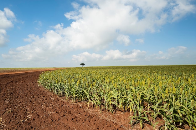 Sorghum plantation on a sunny day in Brazil.