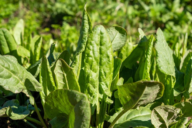 Sorrel close-up in the garden