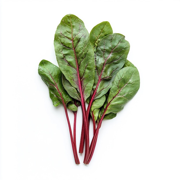 Sorrel on White Background