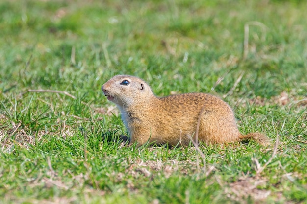 Souslik (Spermophilus citellus) European ground squirrel in the natural environment