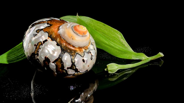 South African Turban Shell on a black background