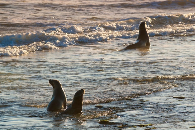 South American Sea Lion Peninsula Valdes Chubut Province Patagonia Argentina