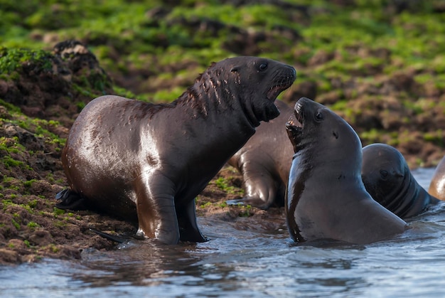 SOUTH AMERICAN SEA LION pupPeninsula Valdes ChubutPatagonia Argentina