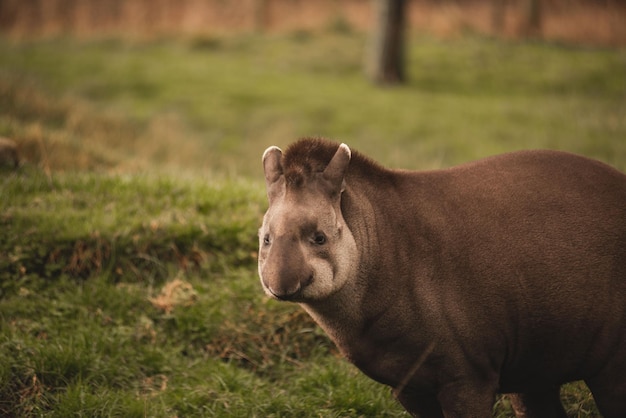 South American tapir standing on green grass at the zoo with blur background