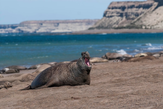 South Atlantic Elephant Seal, Peninsula Valdes, Chubut Province, Patagonia, Argentina