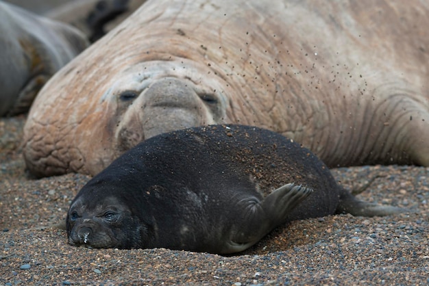 South Atlantic Elephant Seal, Peninsula Valdes, Chubut Province, Patagonia, Argentina