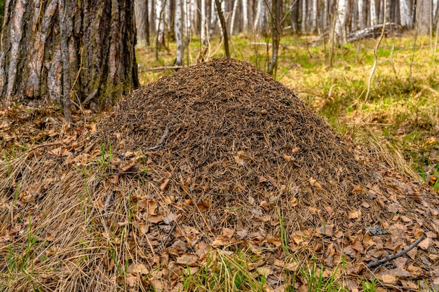 South Ural anthill with a unique landscape vegetation and diversity of nature