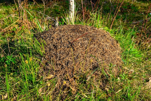 South Ural anthill with a unique landscape vegetation and diversity of nature