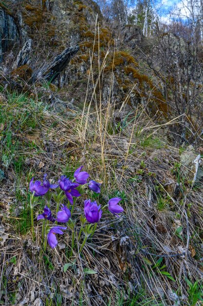 South Ural flower with a unique landscape vegetation and diversity of nature