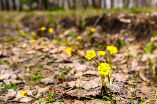 South Ural flower with a unique landscape vegetation and diversity of nature