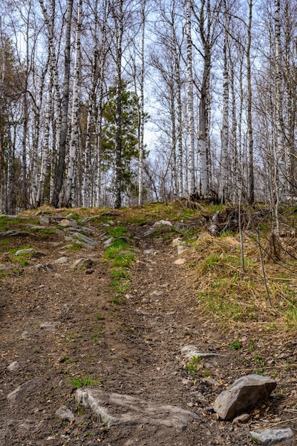 South Ural forest road with a unique landscape vegetation and diversity of nature