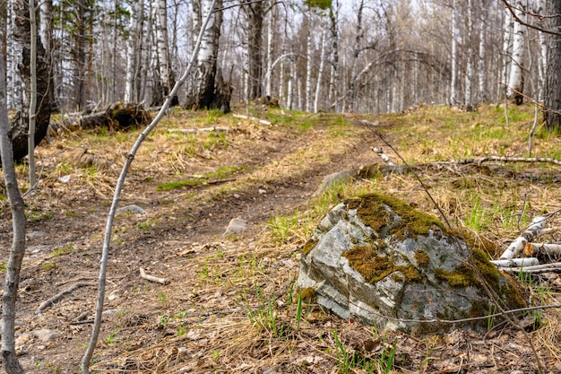 South Ural forest road with a unique landscape vegetation and diversity of nature