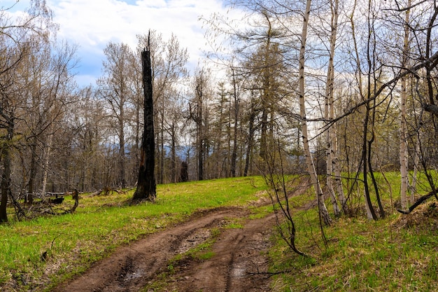 South Ural forest road with a unique landscape vegetation and diversity of nature