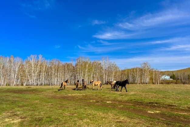 South Ural horses horseback riding farm with a unique landscape vegetation and diversity of nature