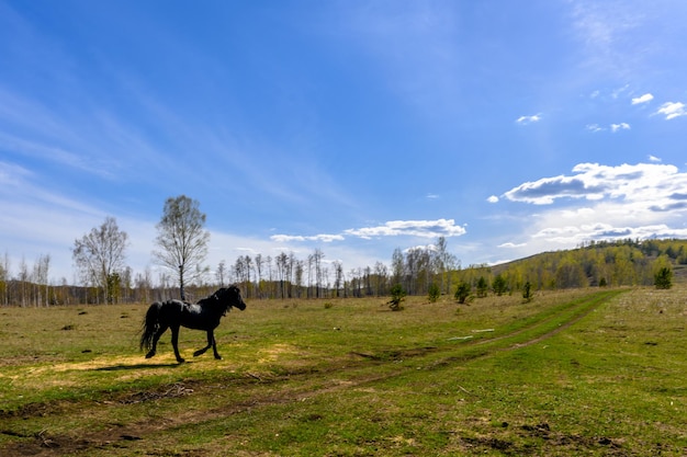 South Ural horses horseback riding farm with a unique landscape vegetation and diversity of nature