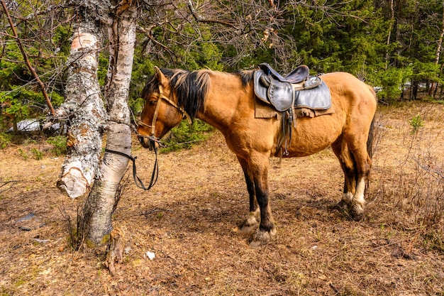 South Ural horses horseback riding farm with a unique landscape vegetation and diversity of nature