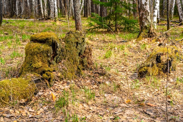 South Ural stump with a unique landscape vegetation and diversity of nature