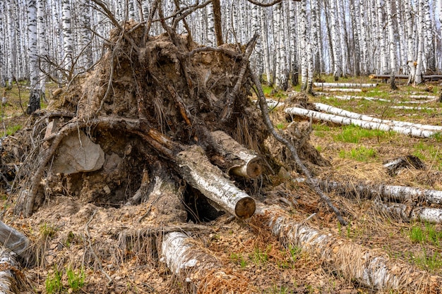 South Ural stump with a unique landscape vegetation and diversity of nature