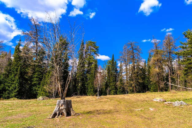 South Ural stump with a unique landscape vegetation and diversity of nature