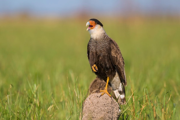 Southern CaracaraPolyborus plancus Ibera Marshes Corrientes Argentina