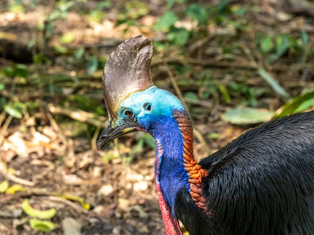 Southern cassowary (Casuarius casuarius) male.