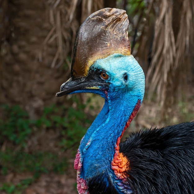 Southern cassowary, Casuarius casuarius