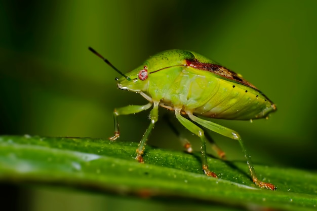 Southern Green Shieldbug, Green Stink Bug Nezara viridula close-up